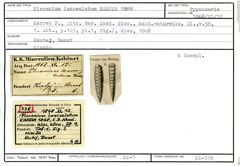 Karteikarte zum Syntyp von Plecanium lanceolatum Karrer, 1868